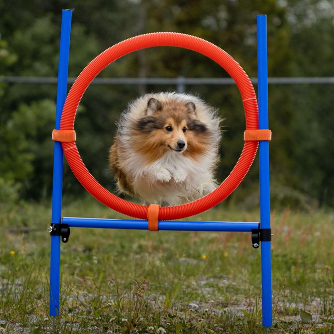 Hovedbilde Agility Hoppering