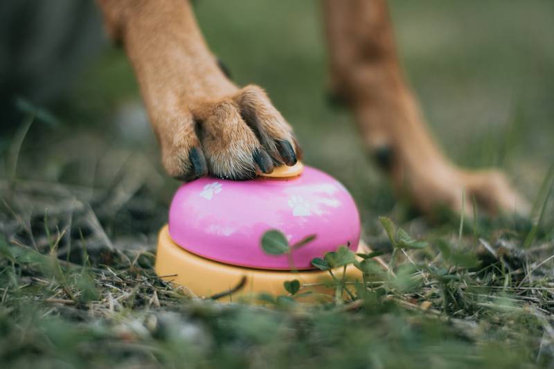Treningsklokke til hund - lær triks ringeklokke