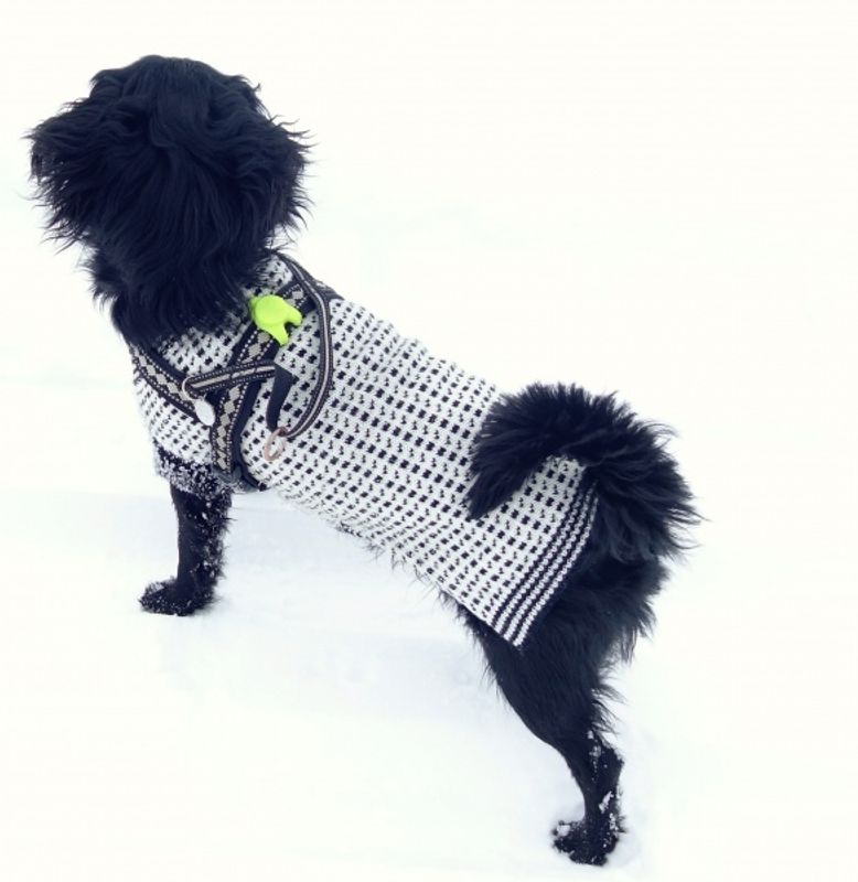 LED lys til halsbånd / selen til hund