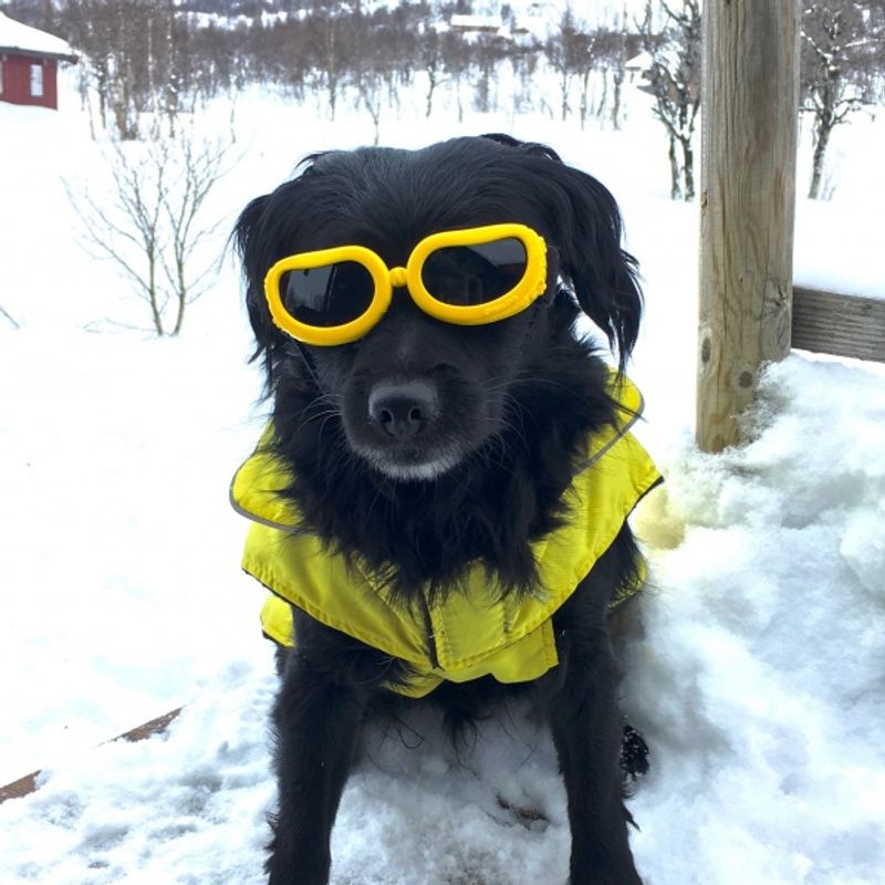 Hvite solbriller til hund, 4 str