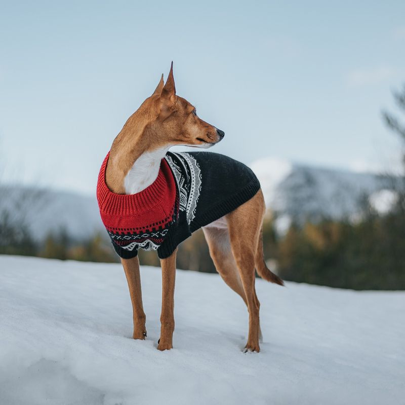 Blå Mariusgenser for hund ® 70% ull