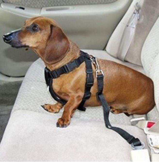 Hovedbilde Bilsele og sikkerhetsbelte for hund i bil