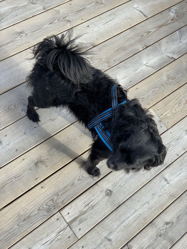 Blå hundesele med refleks og padding