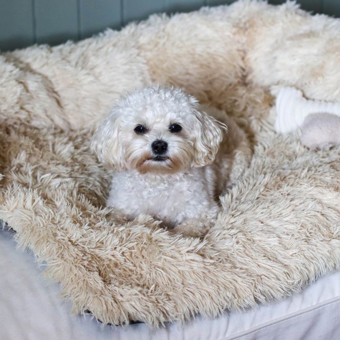 Hovedbilde Beige fluffy hundeseng til sofa, seng, bil og gulv - Seng til hund og katt