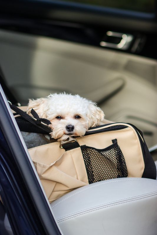 Beige stort 2-i-1 bilsete og Bærebag til hund