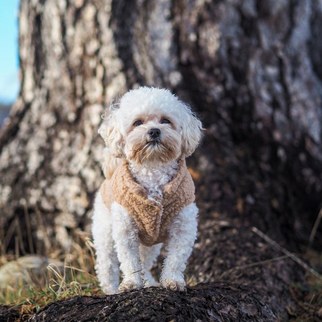 Hovedbilde Teddy hundevest - Tan