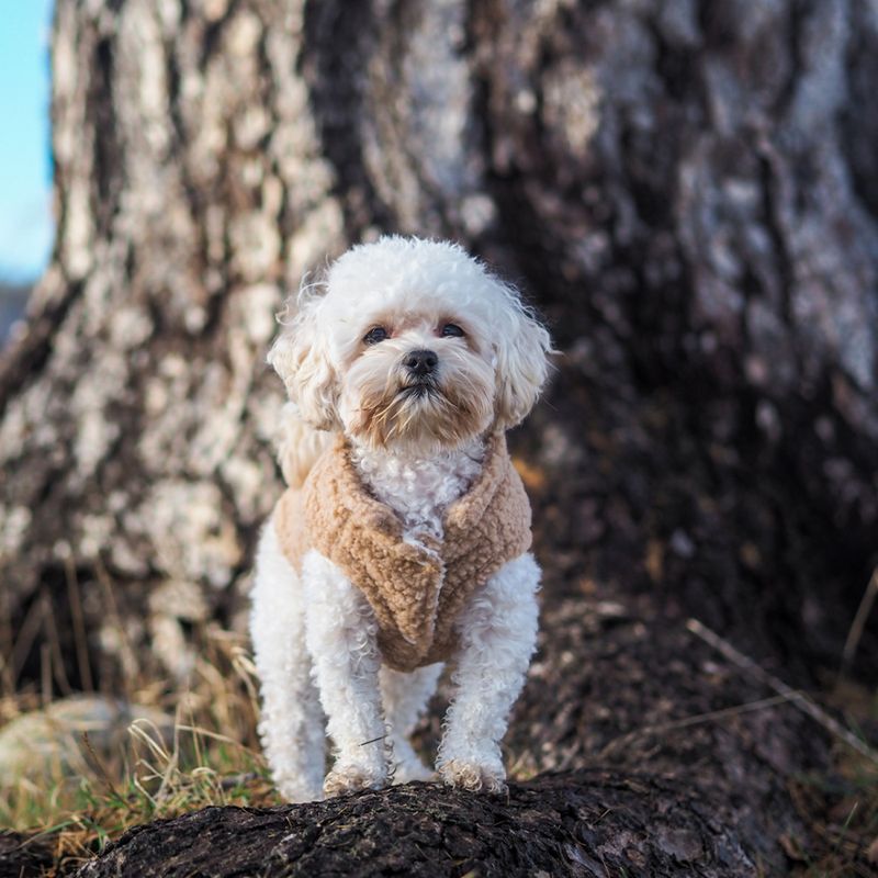 Teddy hundevest - Tan