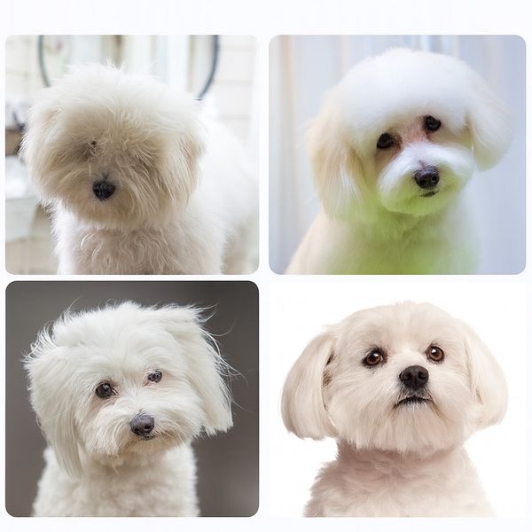 Hovedbilde Pelsklippesett til hund - pelsstell og pelsklipp med 2 sakser