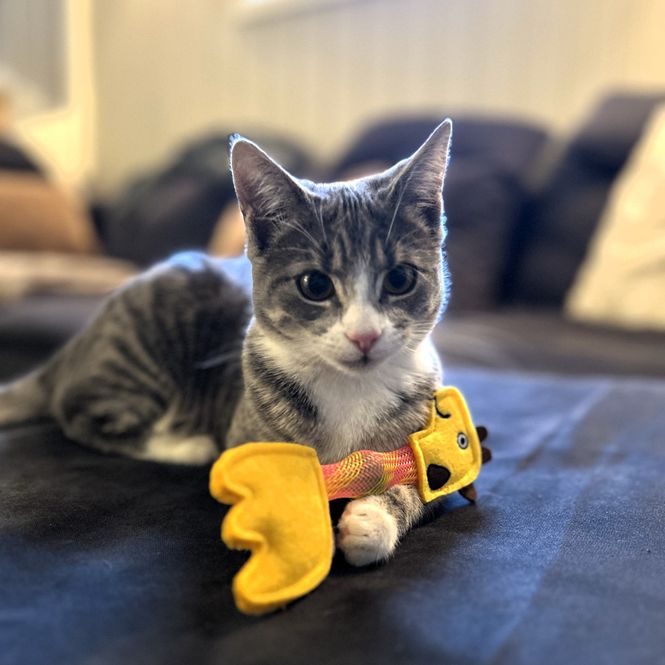 Hovedbilde Morsom Giraff katteleke med tube og filt