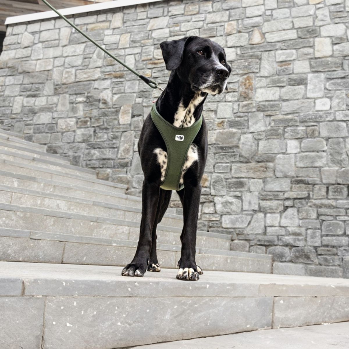 Curli Belka Air Mesh hundesele (11-48 kg) - Beige