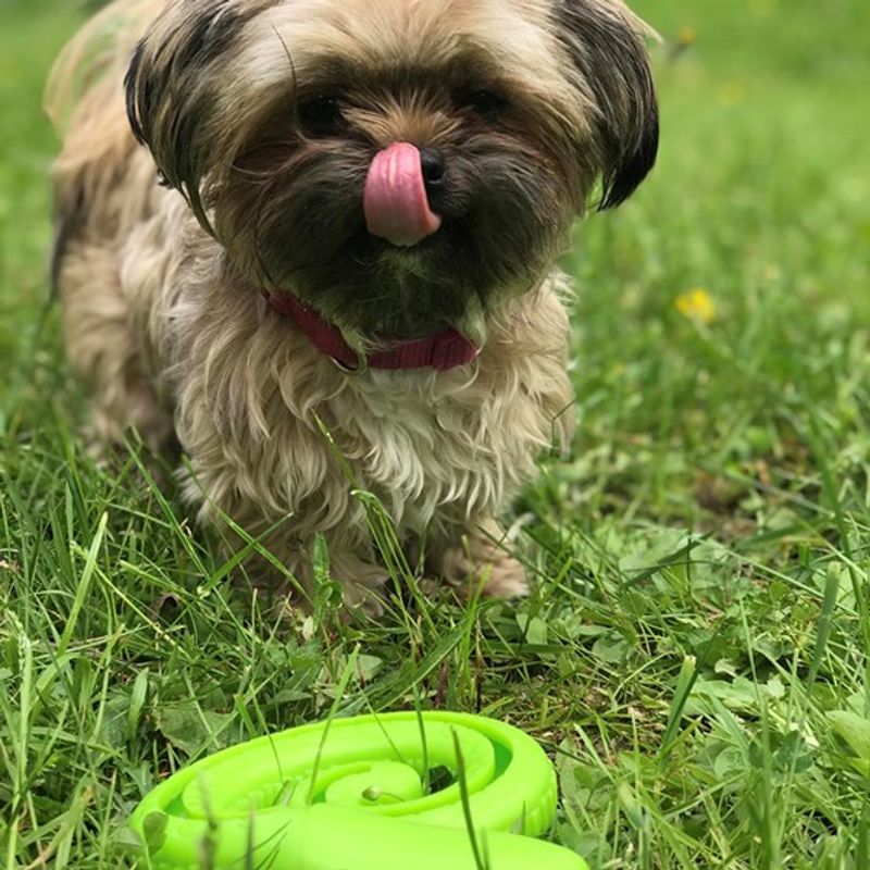 Slange snackleke til hund