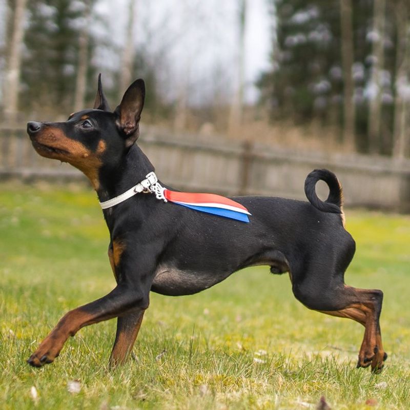 Liten 17. Mai sløyfe til hund