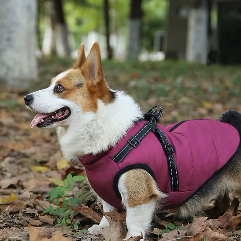 Vinrødt hundedekken-integrert sele