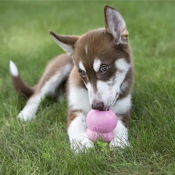 Hovedbilde KONG Easy Treat Stuff`n Puppy m/Kyllinglever