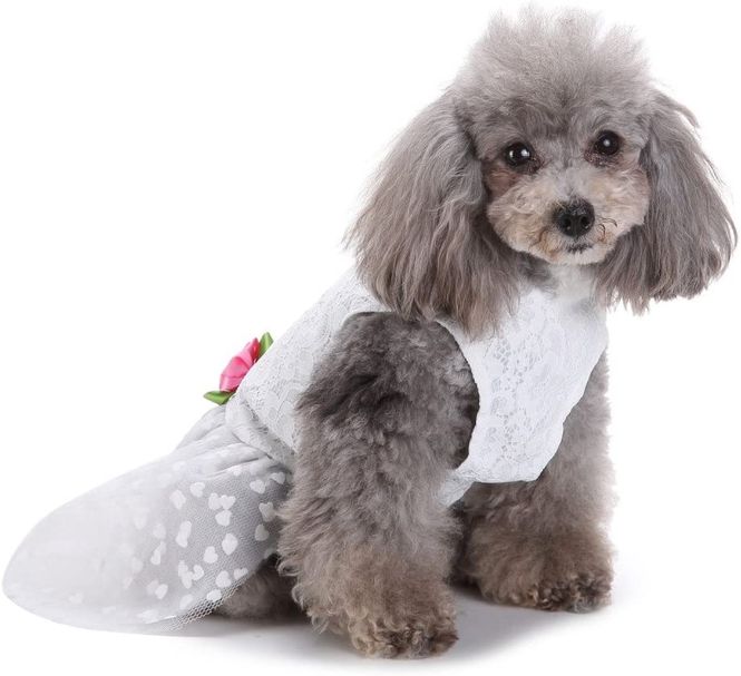 Hovedbilde Brudekjole til liten hund