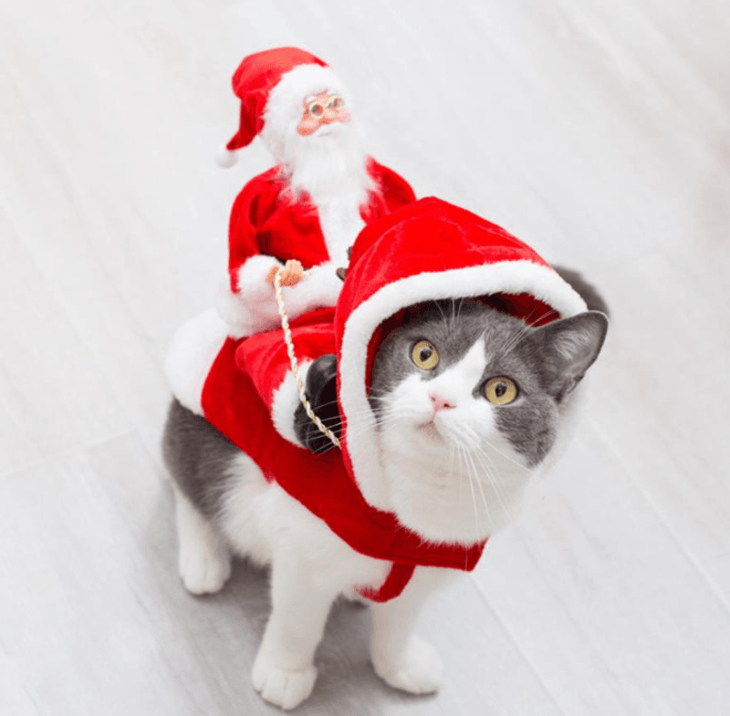Hundekostyme til jul - julenissen som rir på reinsdyr 