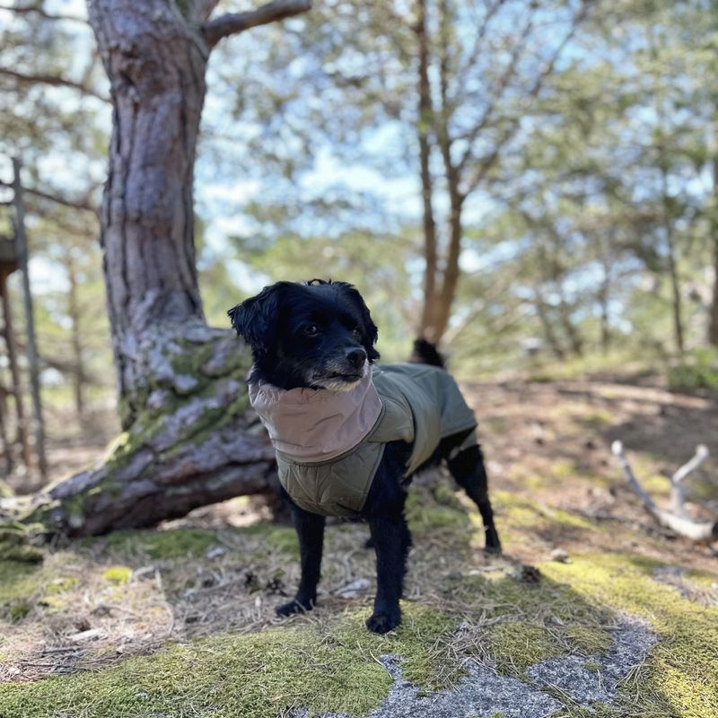 Militærgrønt vannavvisende varmt hundedekken med refleks