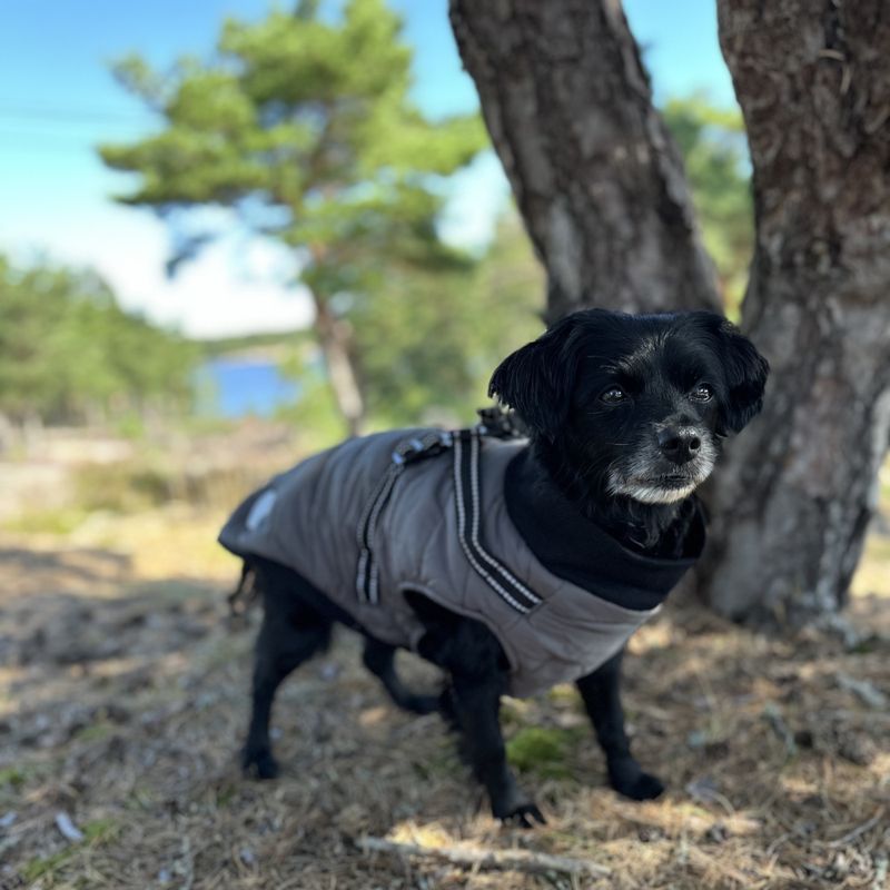 Grått hundedekken-integrert sele