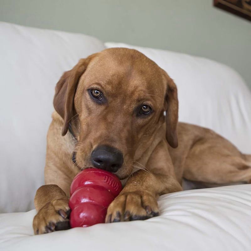 KONG Easy Treat Stuff`n m/Cheddar Cheese