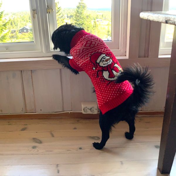 Hovedbilde Setesdal julegenser til hund
