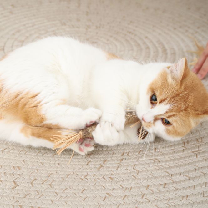 Hovedbilde Cat stick katteleke med poligonum ca 25 cm