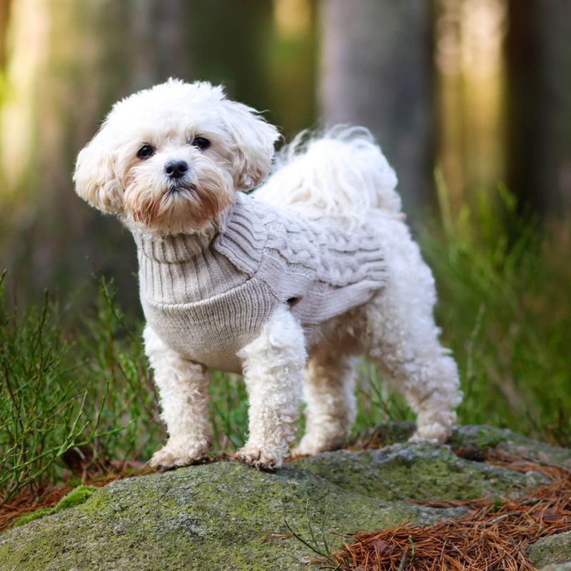 Beige strikket hundegenser 