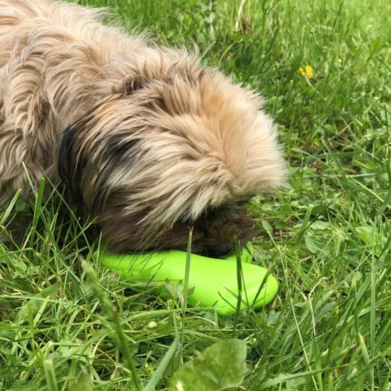 Slange snackleke til hund