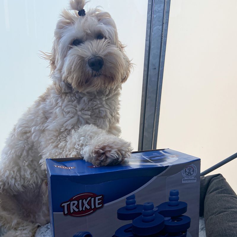 Flower Tower Level 3 - aktiviseringsleke til hund