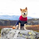 Hundeklær