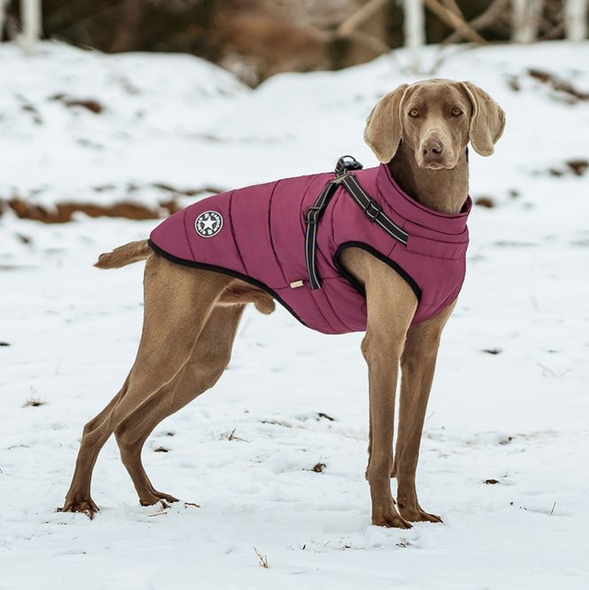 Hovedbilde Vinrødt hundedekken-integrert sele
