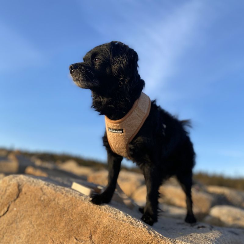 Beige Teddy hunde- og kattesele