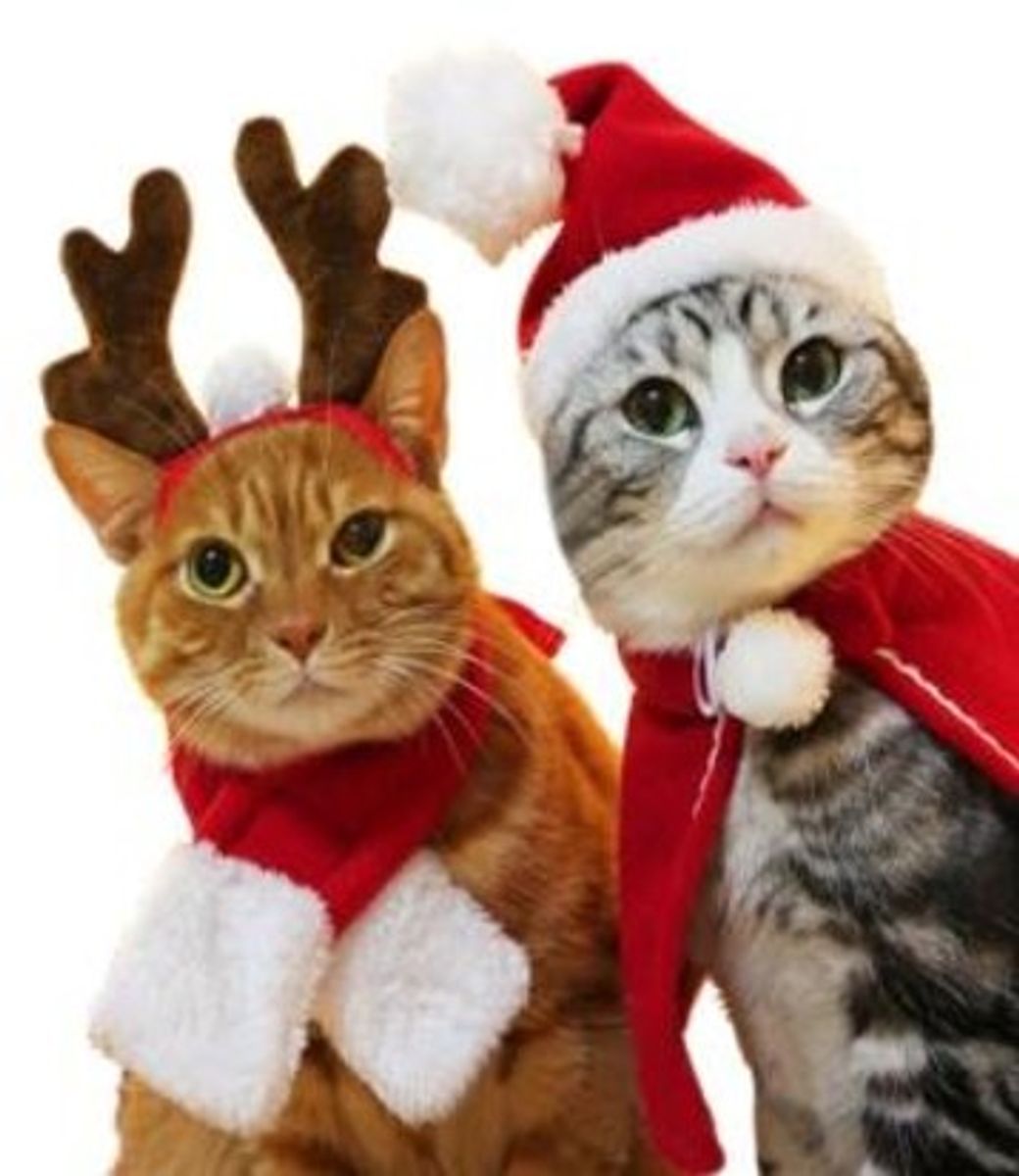 Liten nisselue til hund og katt