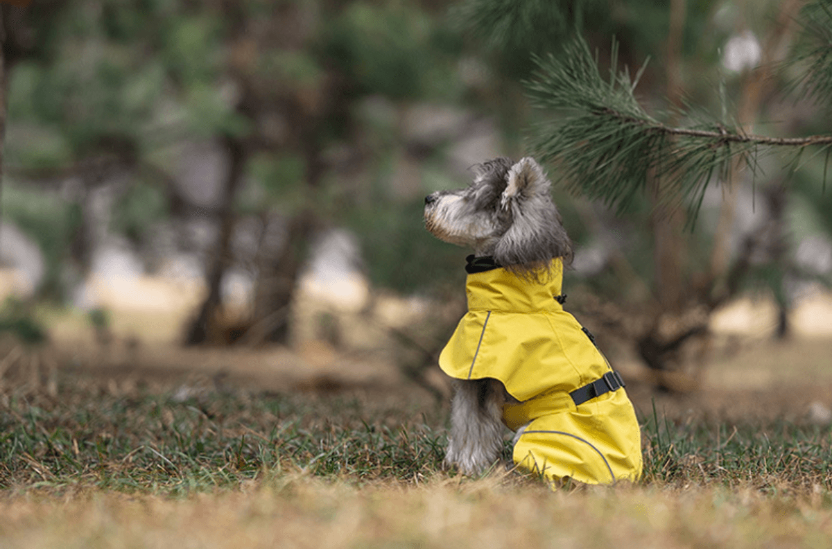 Gult hundedekken - vann og vindtett